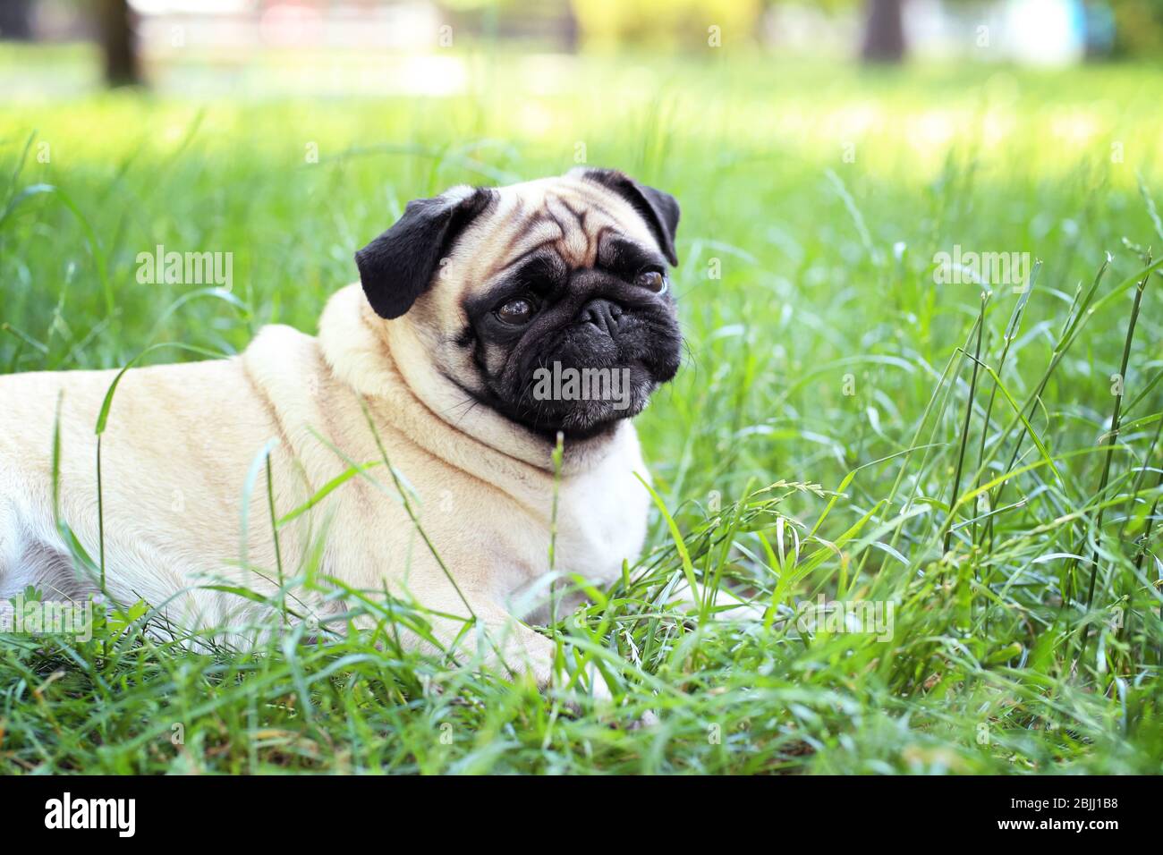 Cute dog lying on green grass Stock Photo - Alamy