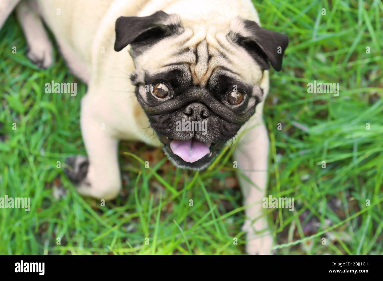 Cute dog lying on green grass Stock Photo - Alamy