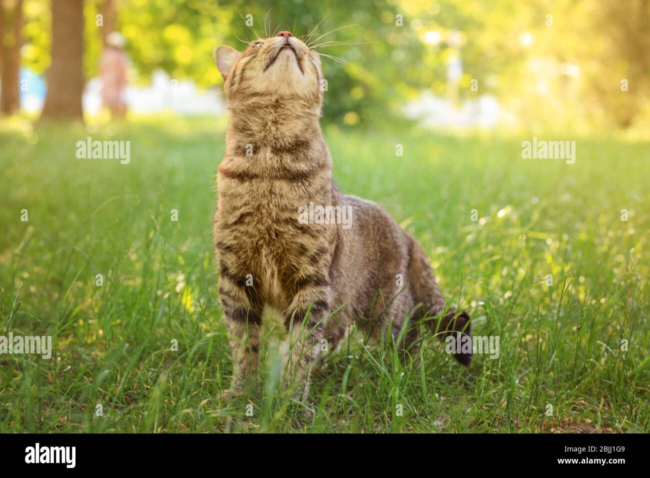 Cute cat on green grass in park Stock Photo - Alamy