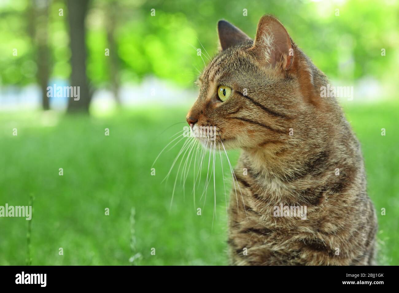 Cute tabby cat in park Stock Photo - Alamy