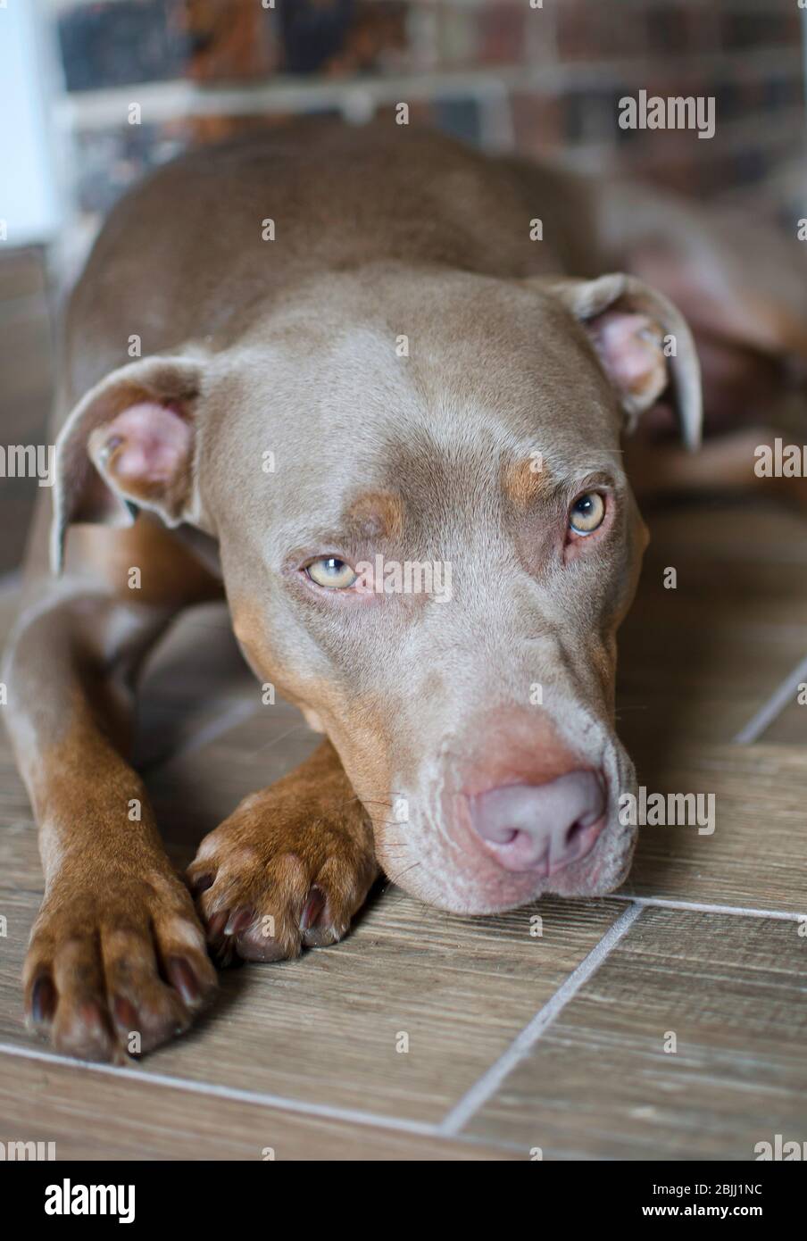 Pretty pitt bull dog portrait lying on floor. Man's best friends looks tired, sad and lonely inside house. Staffordshire Pitbull Terrier canine. Stock Photo