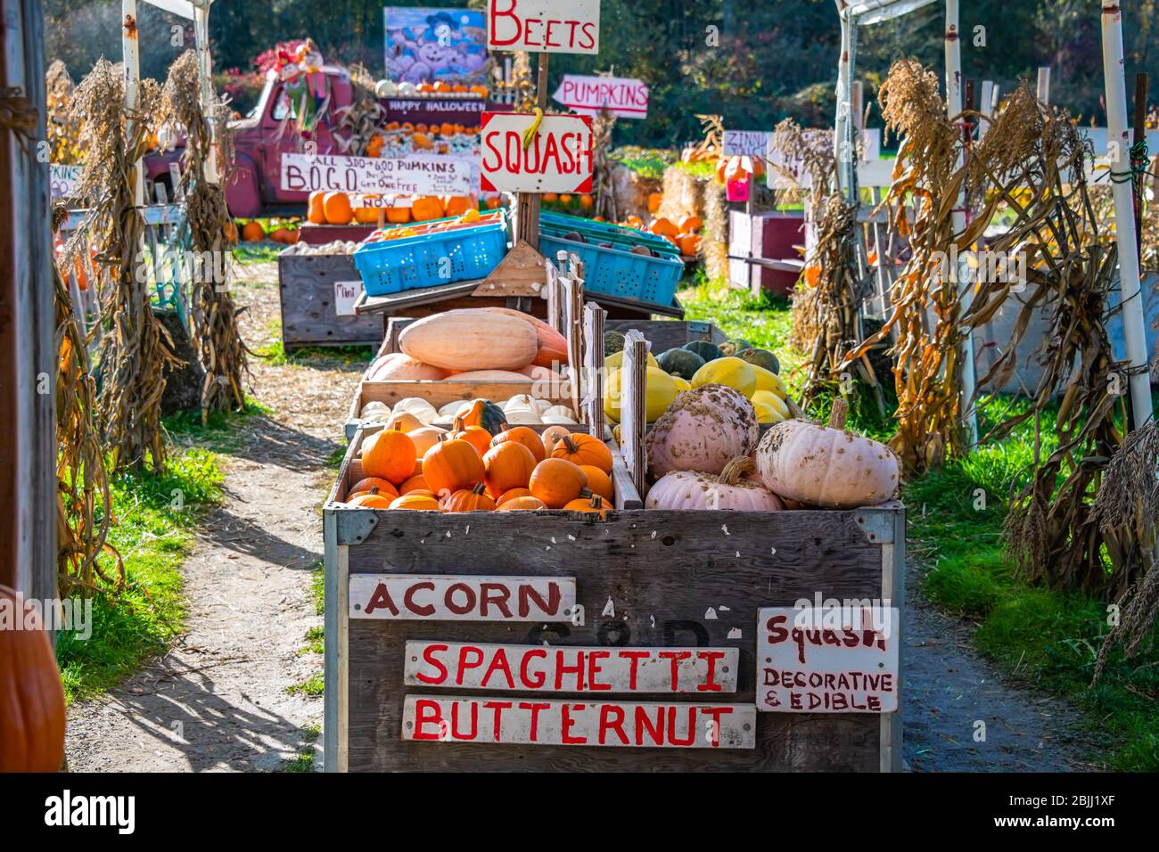 Farmer's Roadside Stand with Bins of Squash & Pumpkins,Labeled Stock Photo