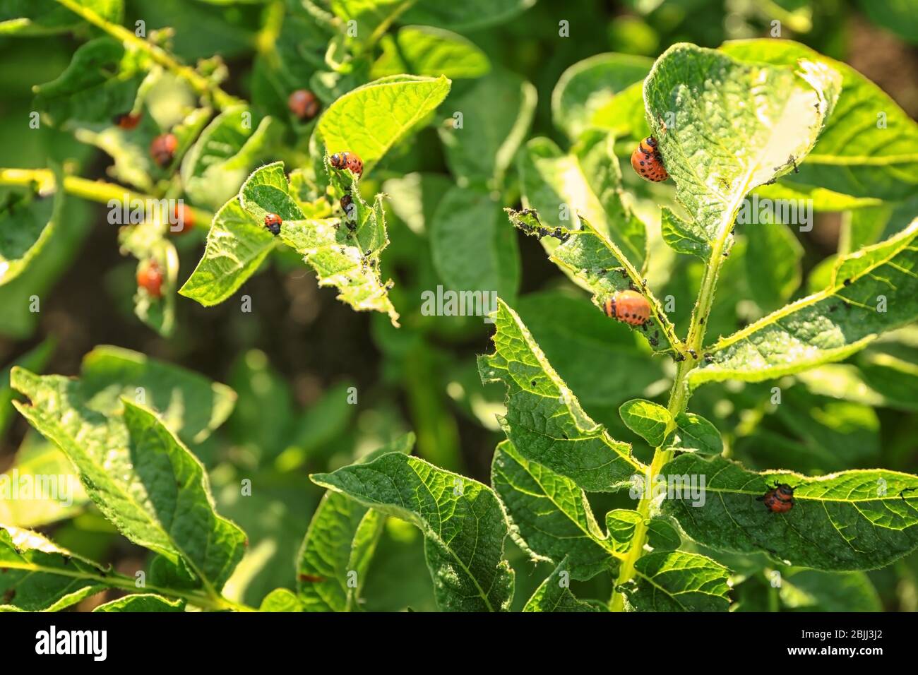 Larvas of Colorado beetle on potato plant Stock Photo