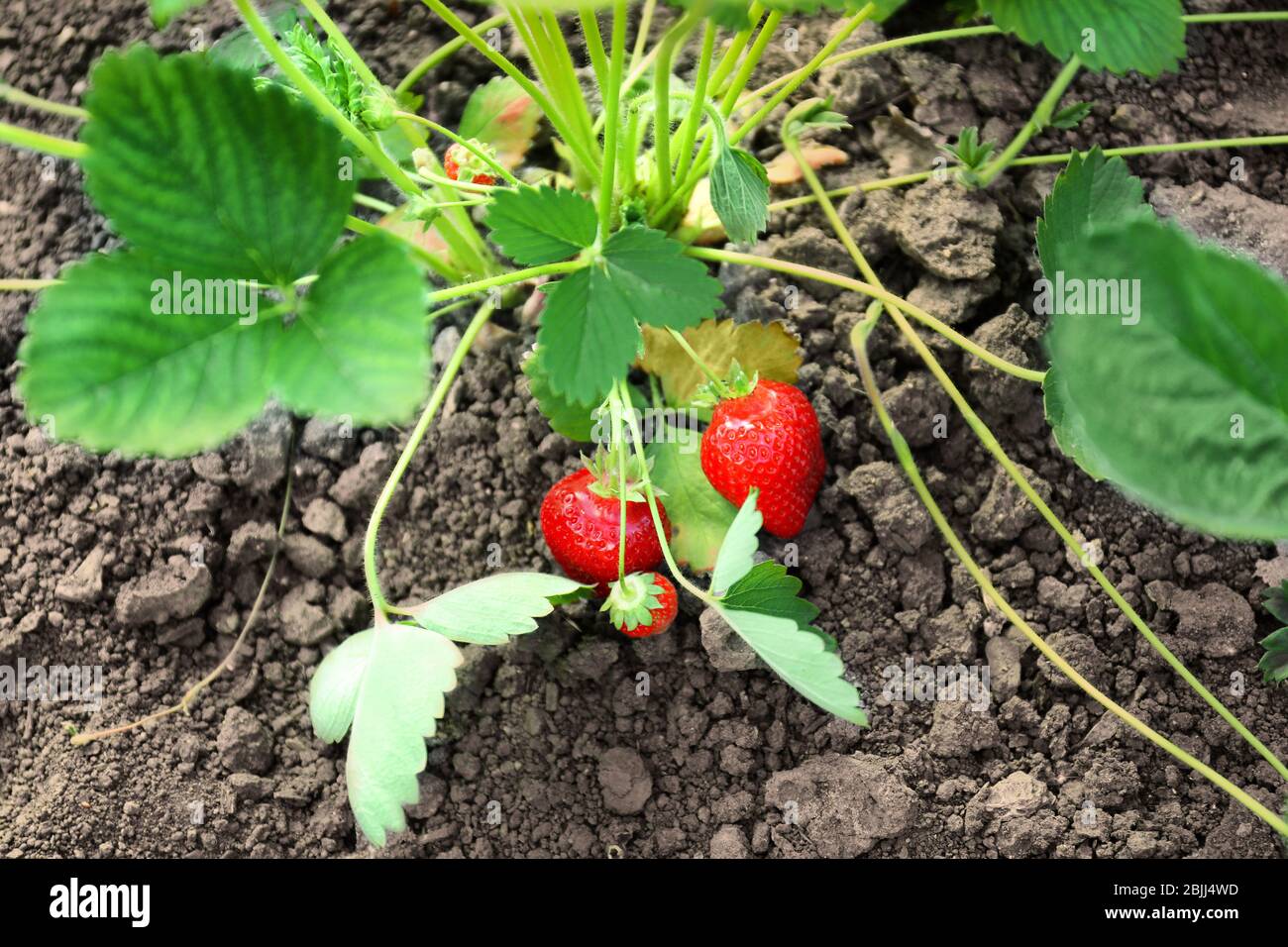 Bush of strawberry plant in garden Stock Photo - Alamy