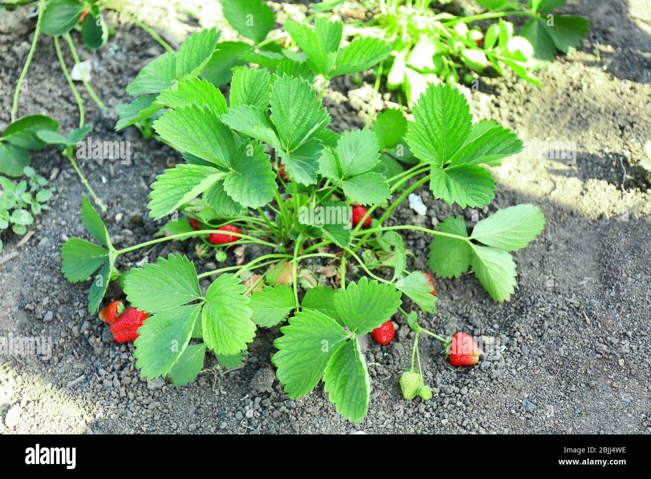 Bushes of strawberry plant in garden Stock Photo - Alamy