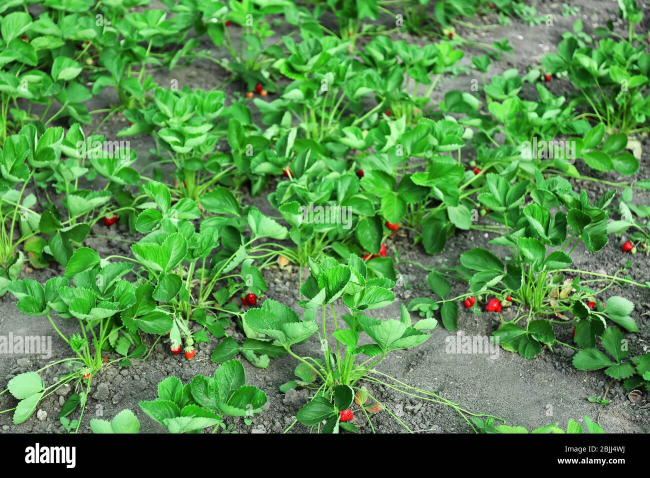 Bushes of strawberry plant in garden Stock Photo - Alamy
