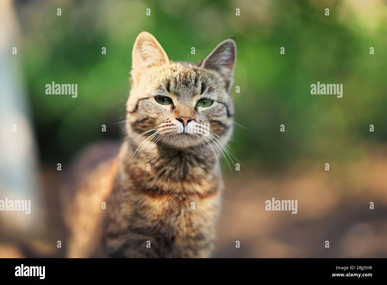 Grey cat portrait. Cat in the garden Stock Photo - Alamy