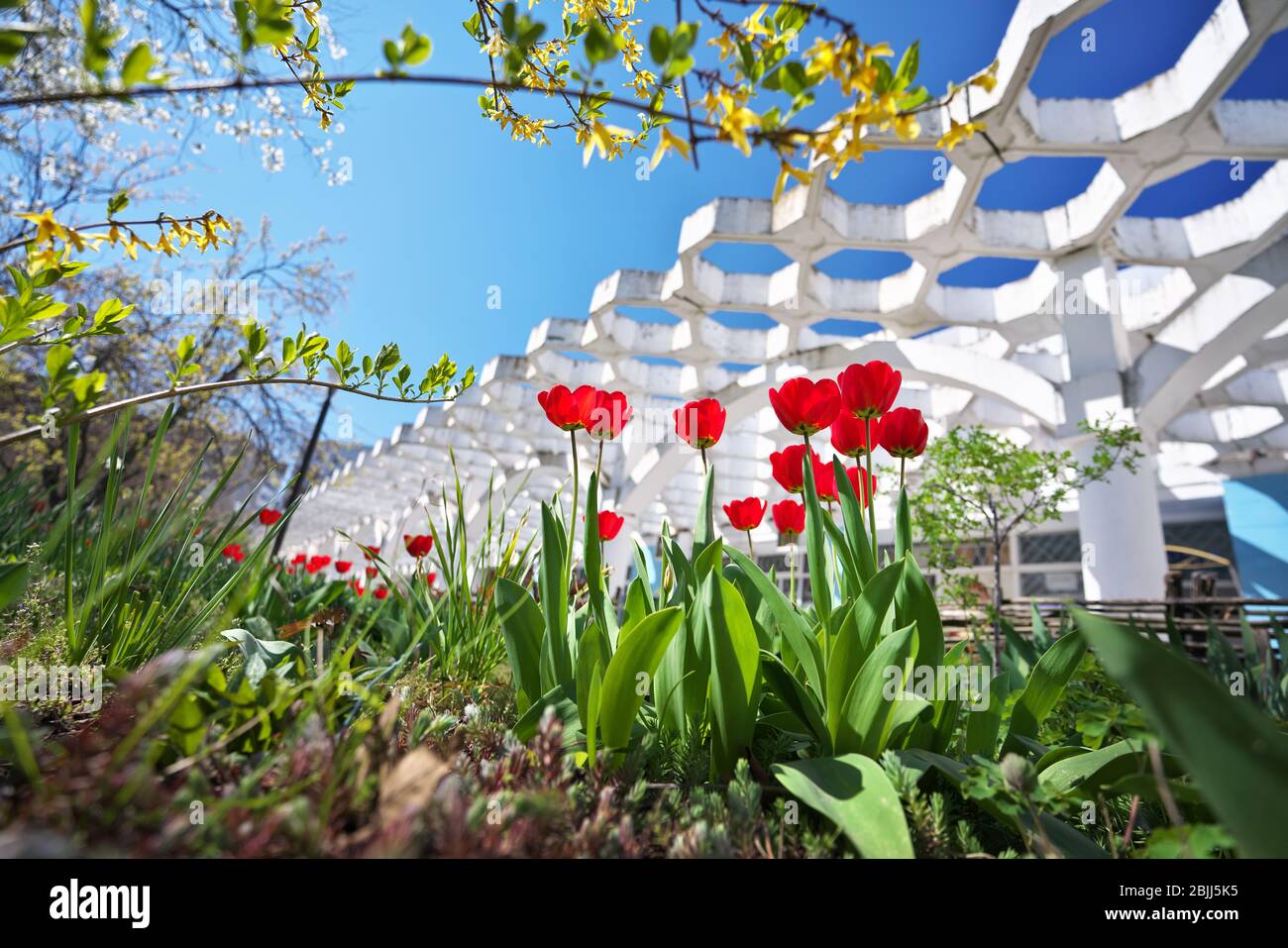 Spring red tulips blossom blooming. Red tulips garden in spring park. Stock Photo