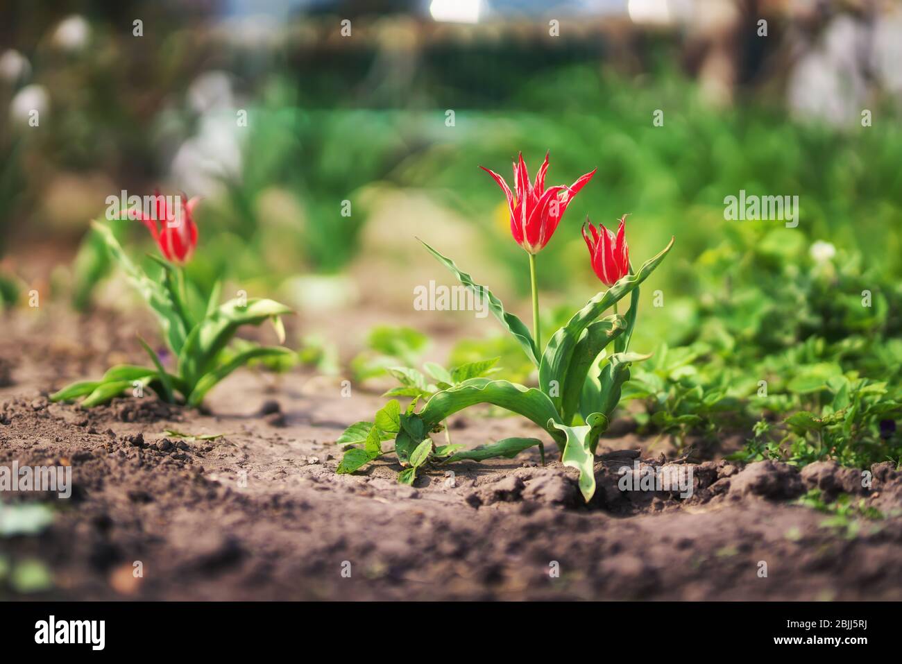 red tulips in the garden Stock Photo