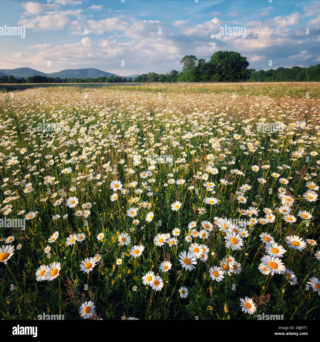 chamomile field flowers. blooming meadow chamomilles Stock Photo
