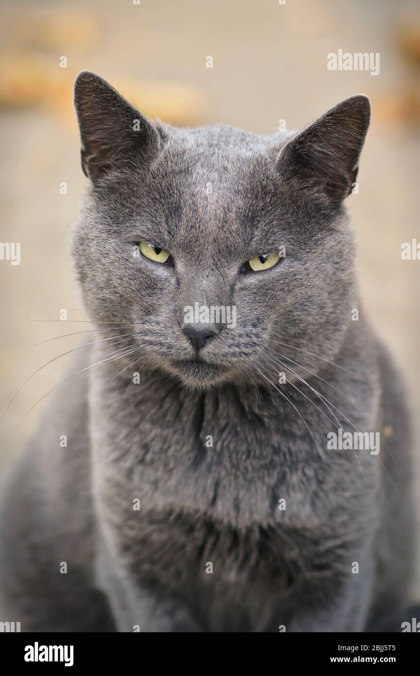 Grey cat portrait Stock Photo - Alamy
