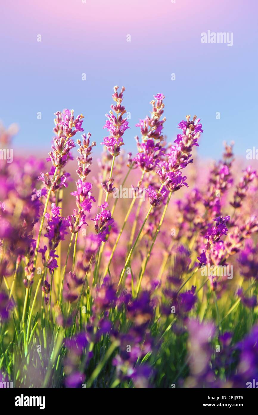 Meadow of lavender. Nature composition. Stock Photo