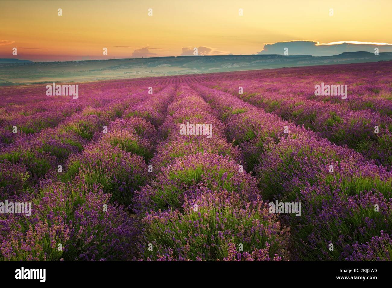 Meadow of lavender. Nature composition. Stock Photo