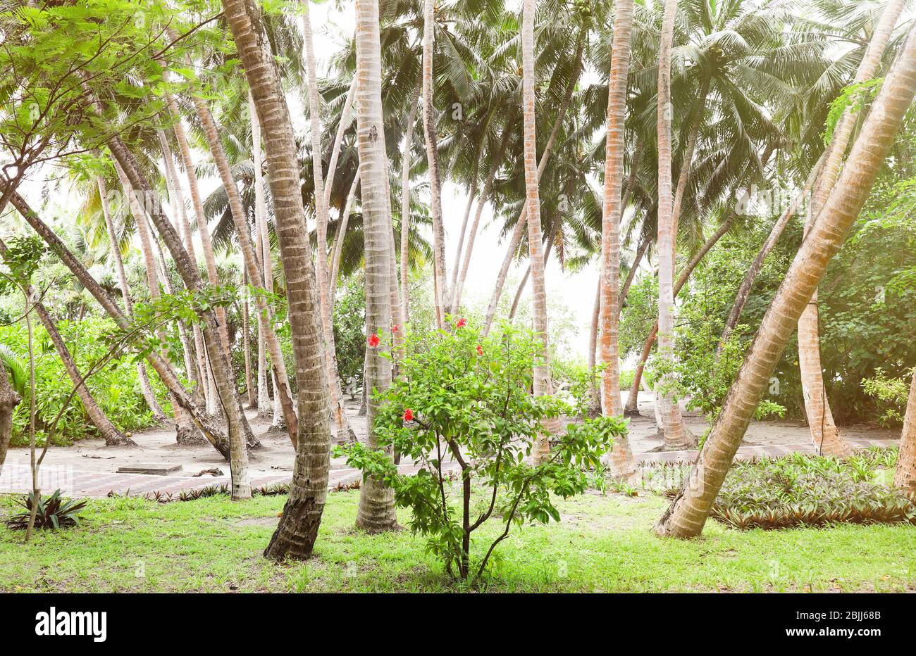 Park with beautiful palms at tropical resort Stock Photo - Alamy