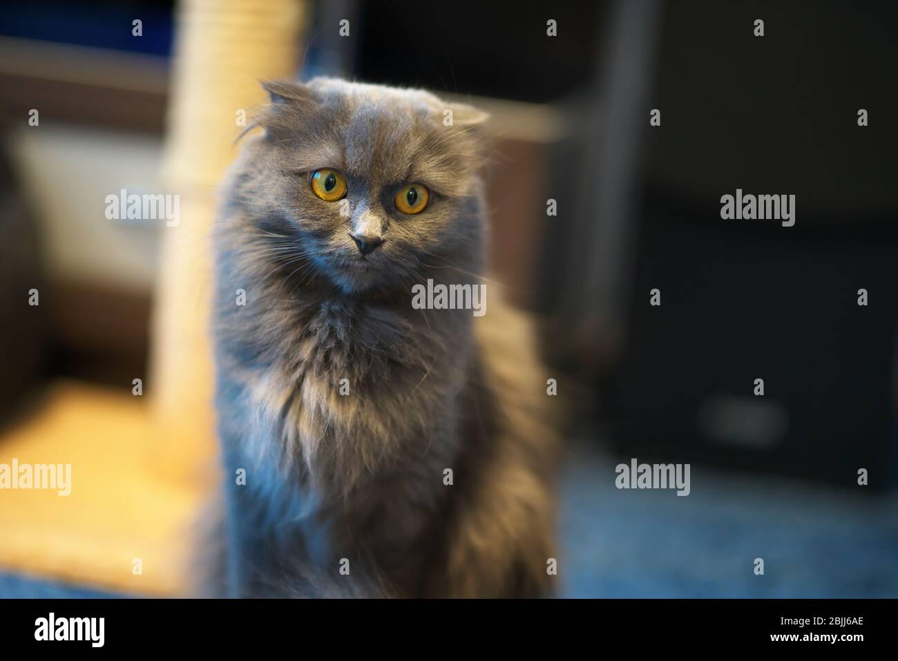 Gray british longhair cat portrait. Stock Photo