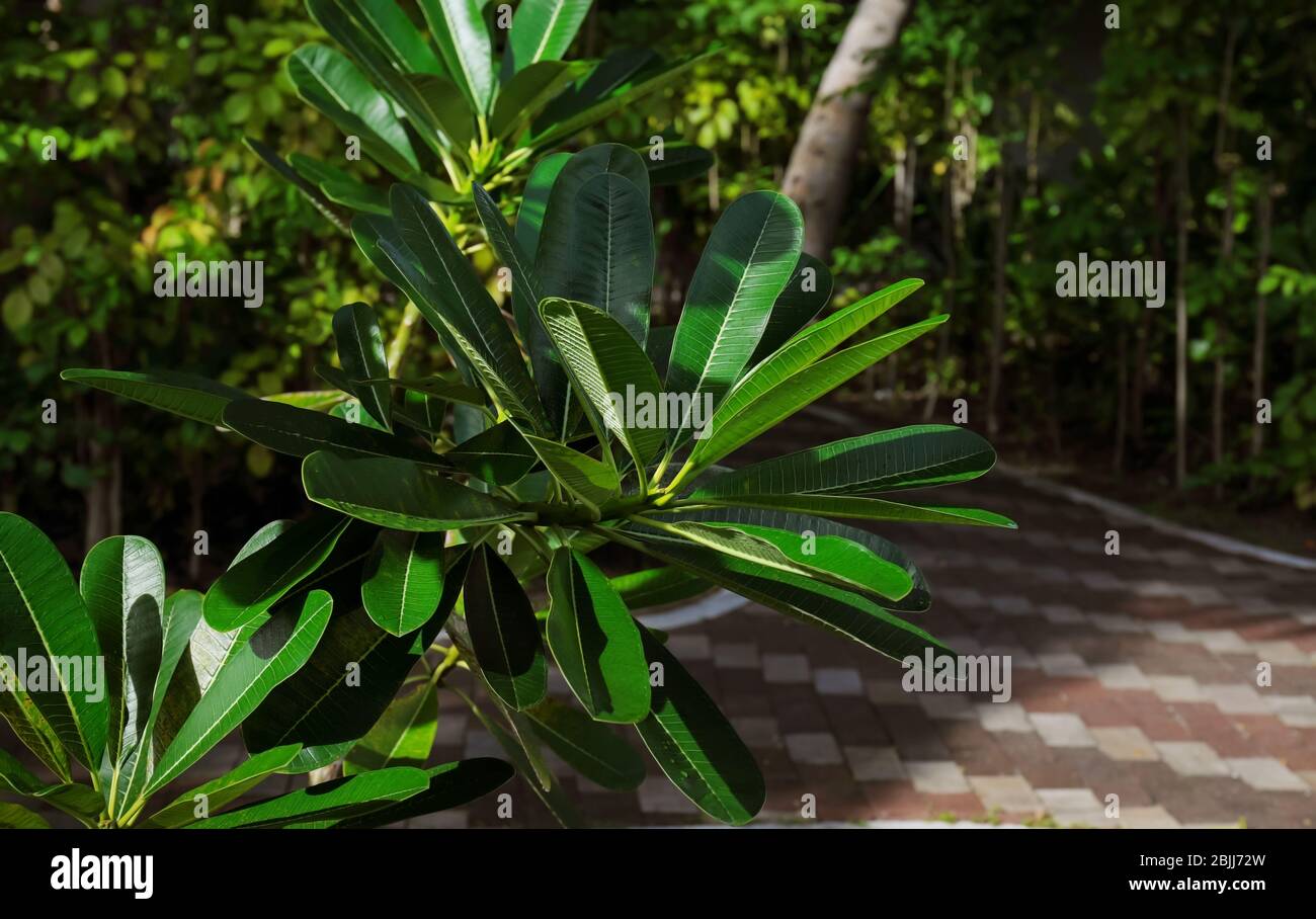 Green tropical plant in botanical garden Stock Photo - Alamy