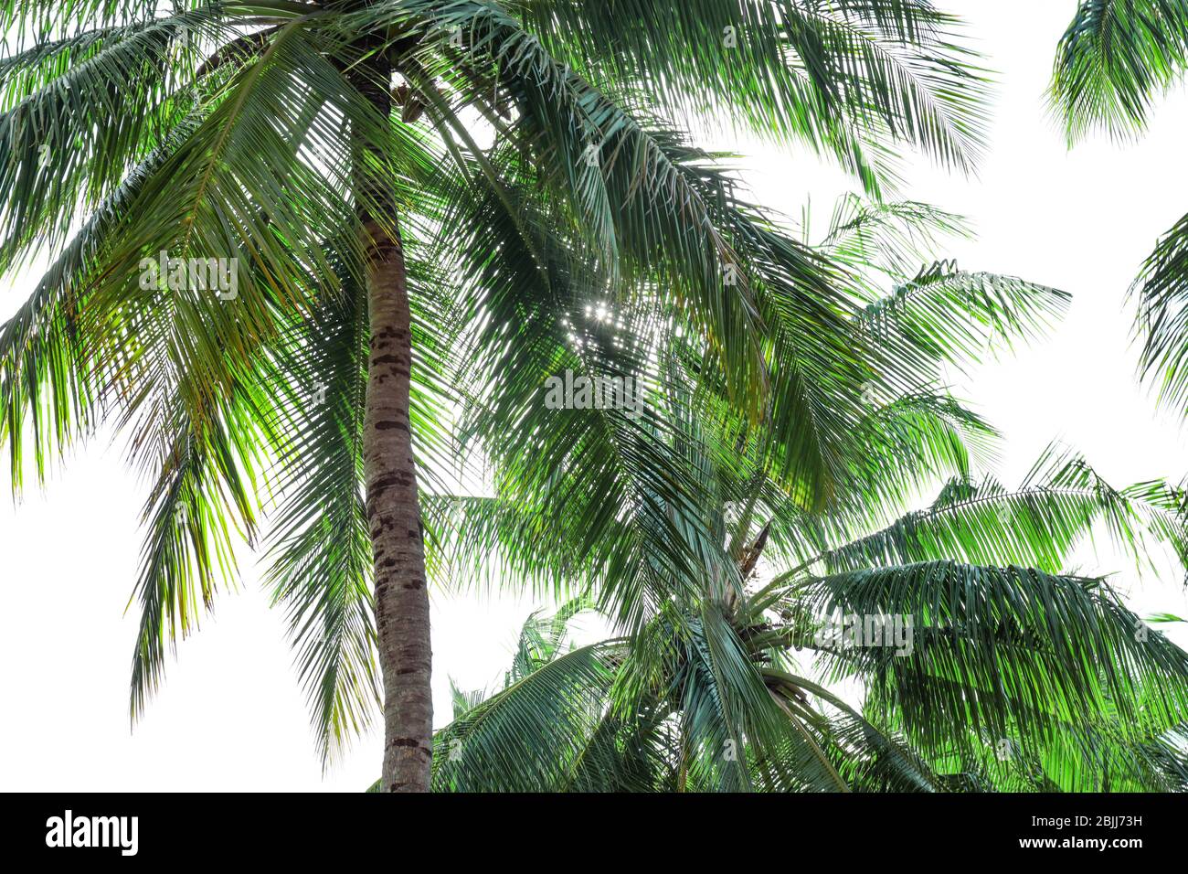 View of beautiful palms at tropical resort Stock Photo - Alamy
