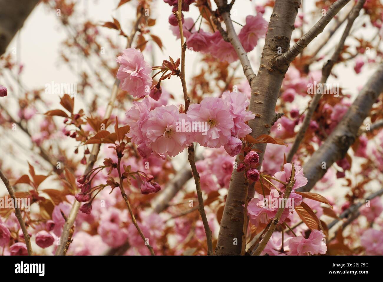 the blooming oriental cherry in China Stock Photo Alamy