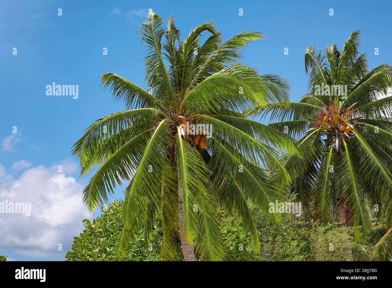 View of beautiful palms at tropical resort Stock Photo - Alamy