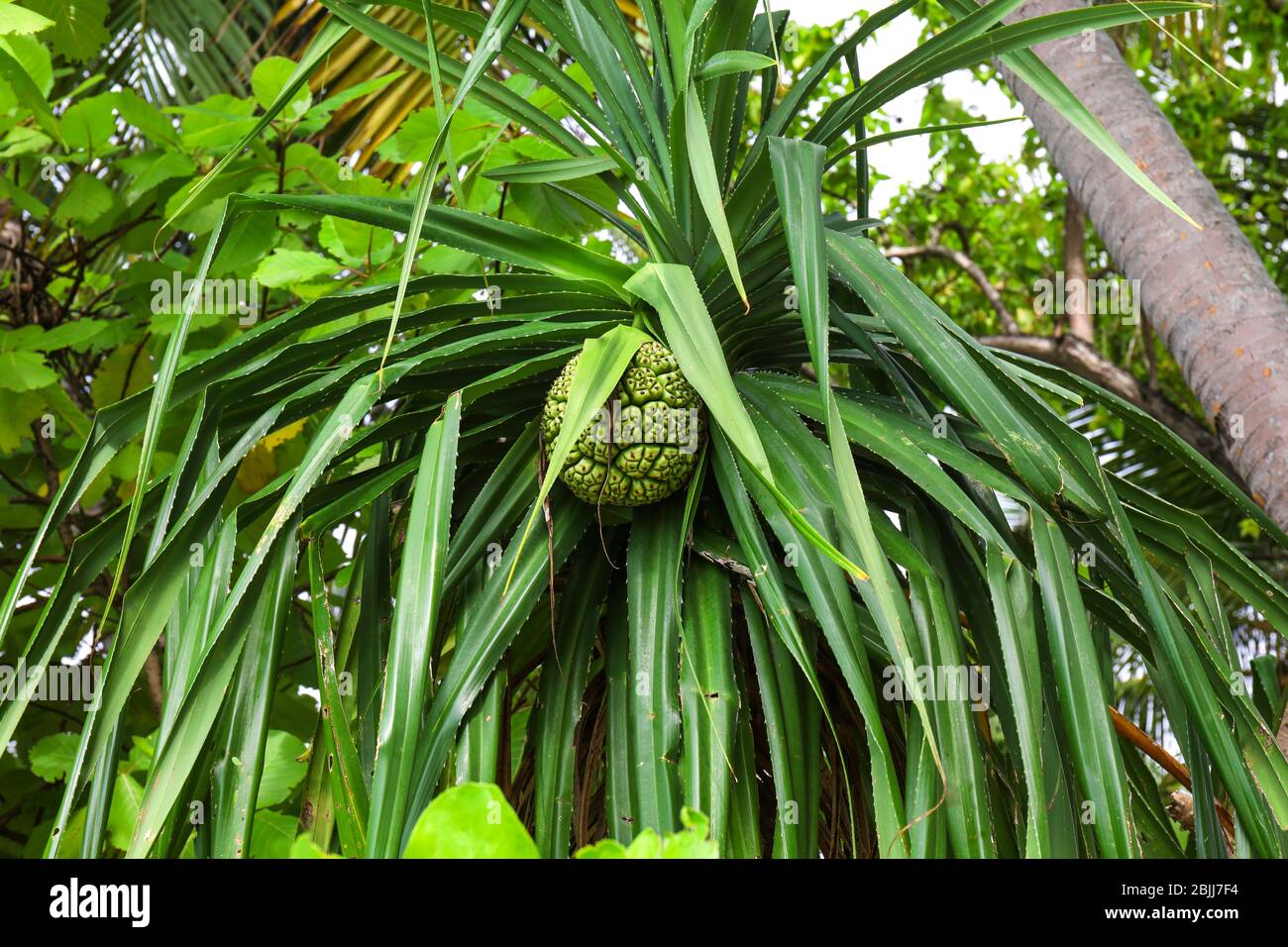 Pandanus odoratissimus hires stock photography and images Alamy