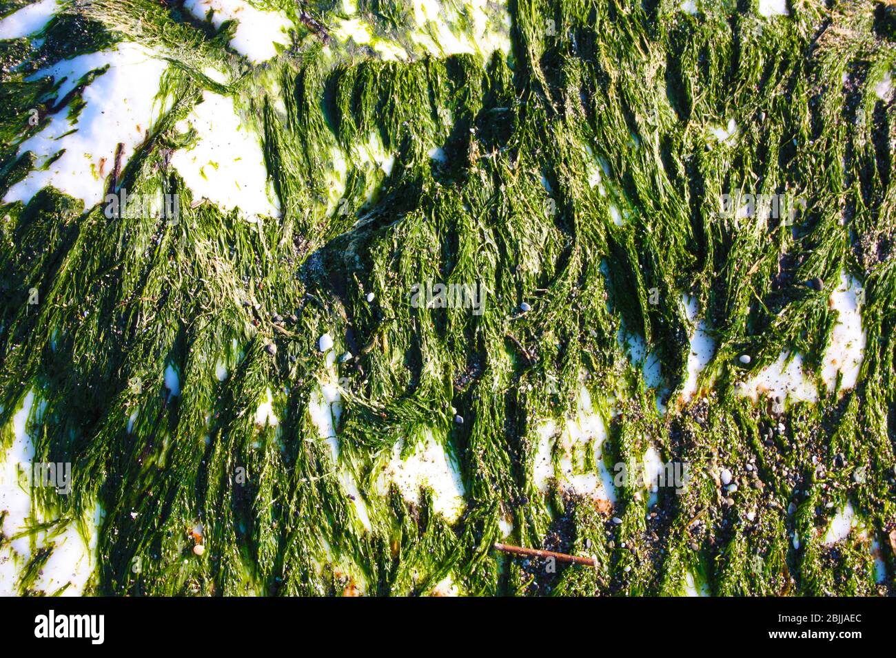 seaweed and slimy green moss on a white rock in the wildlife Stock Photo