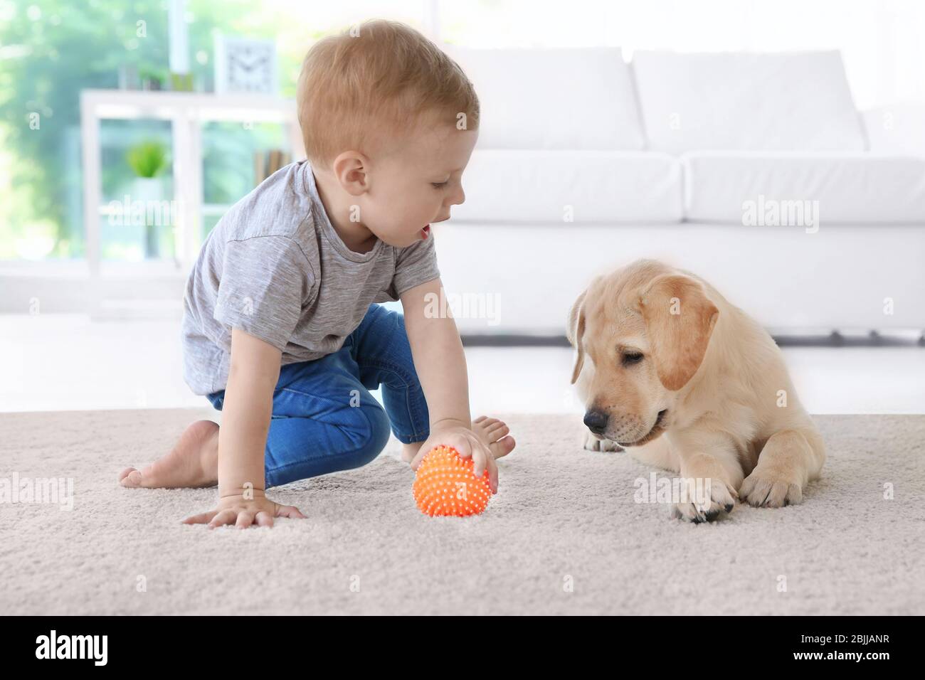 Cute baby sale labrador