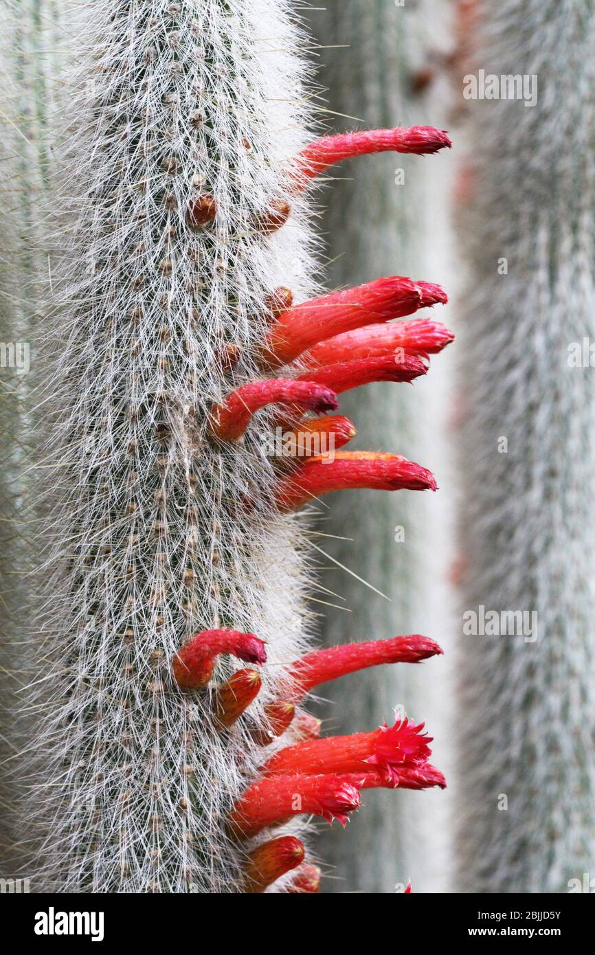 Kaktus cleistocactus hyalacanthus Stock Photo