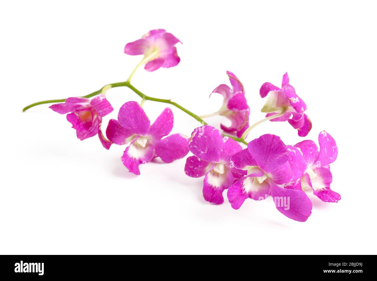 Beautiful blooming pink orchid on white background Stock Photo - Alamy