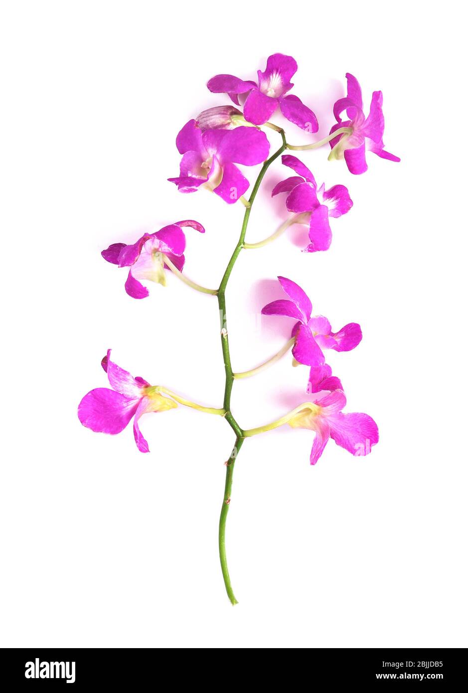 Beautiful blooming pink orchid on white background Stock Photo - Alamy