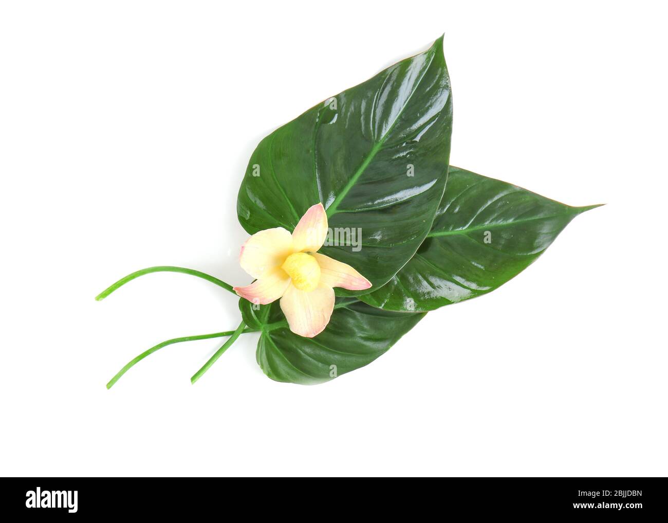 Green tropical leaves and beautiful orchid flower on white background Stock Photo