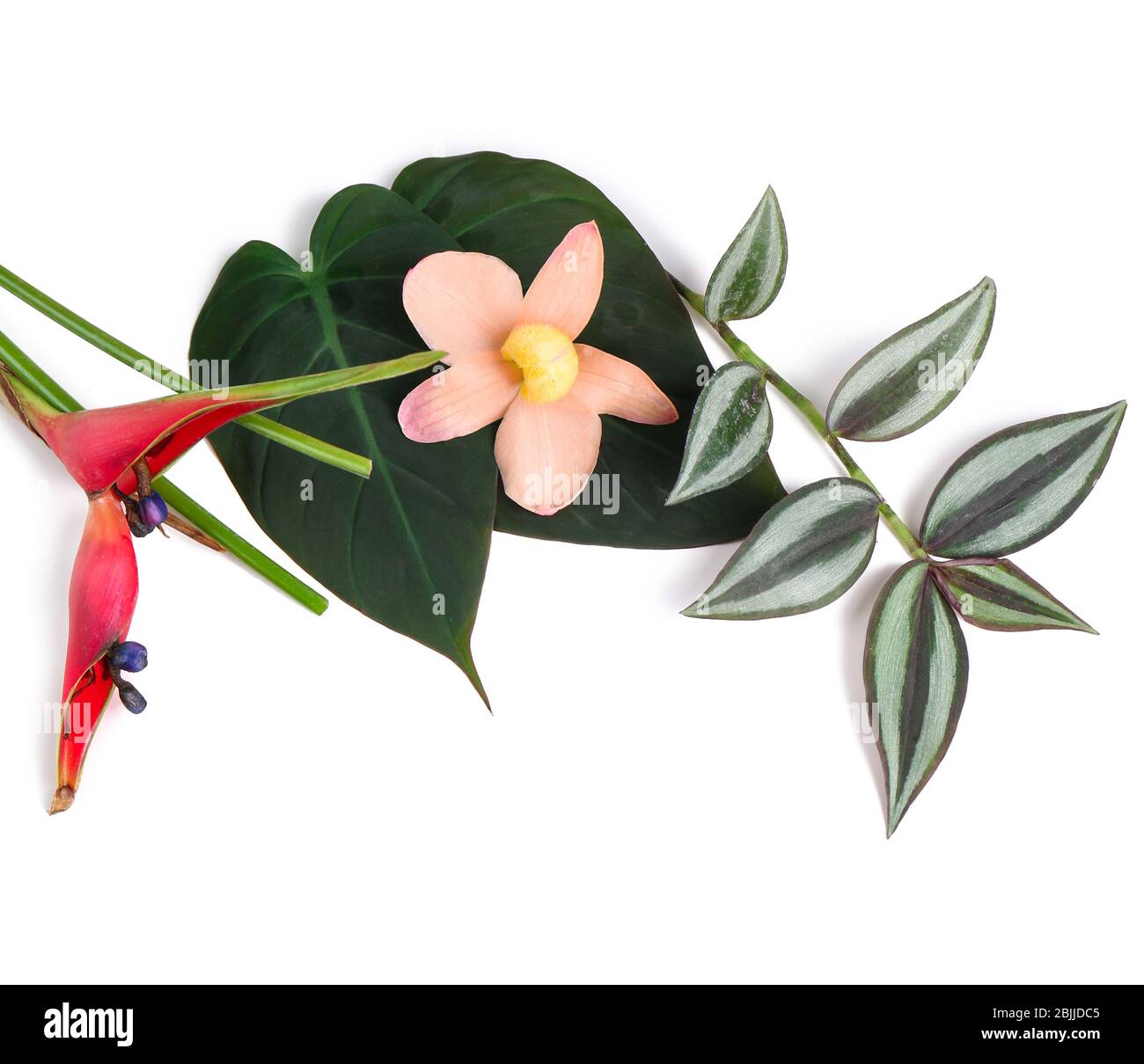 Beautiful tropical flowers and leaves on white background Stock Photo ...