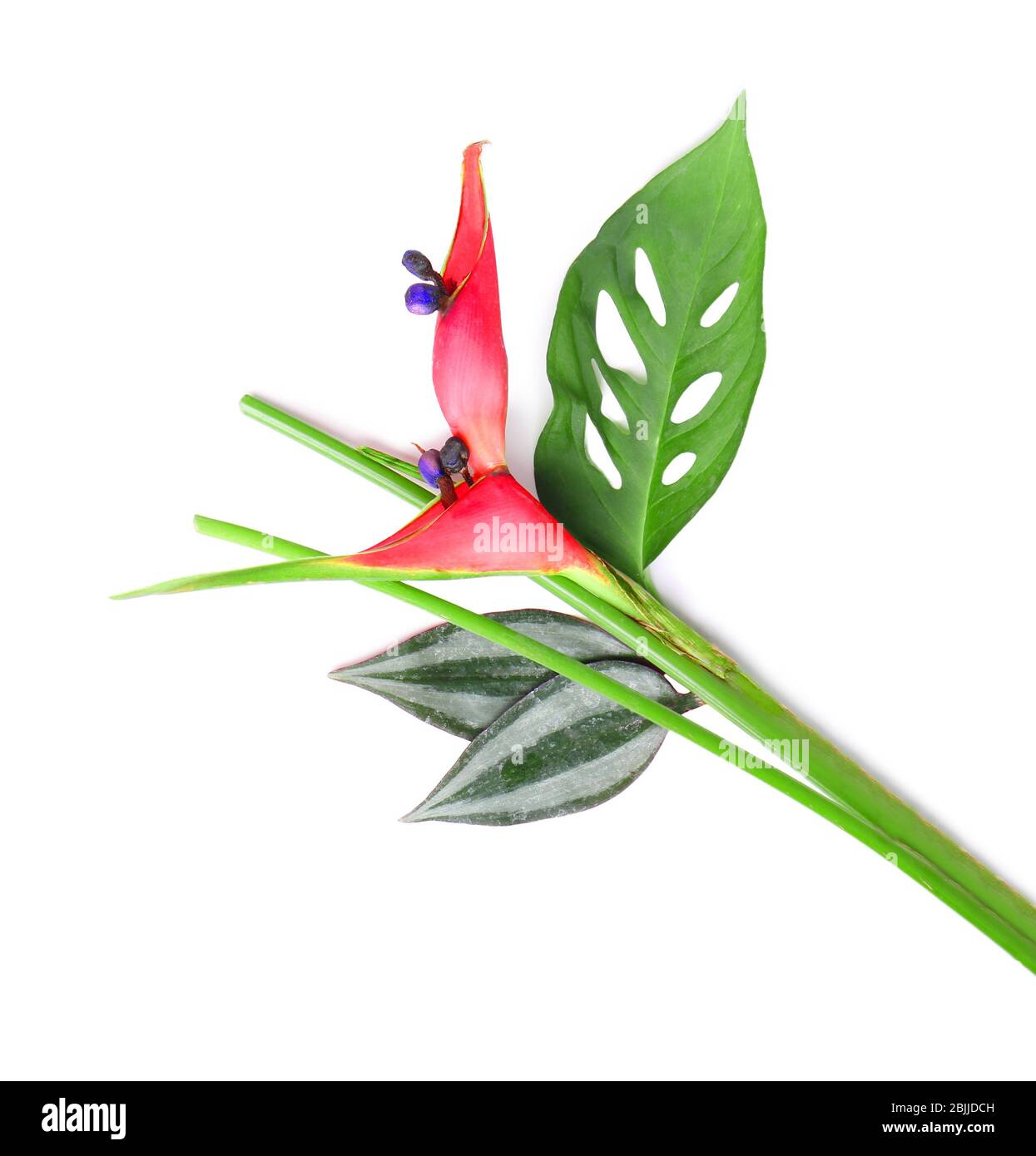 Beautiful tropical flower and leaves on white background Stock Photo ...