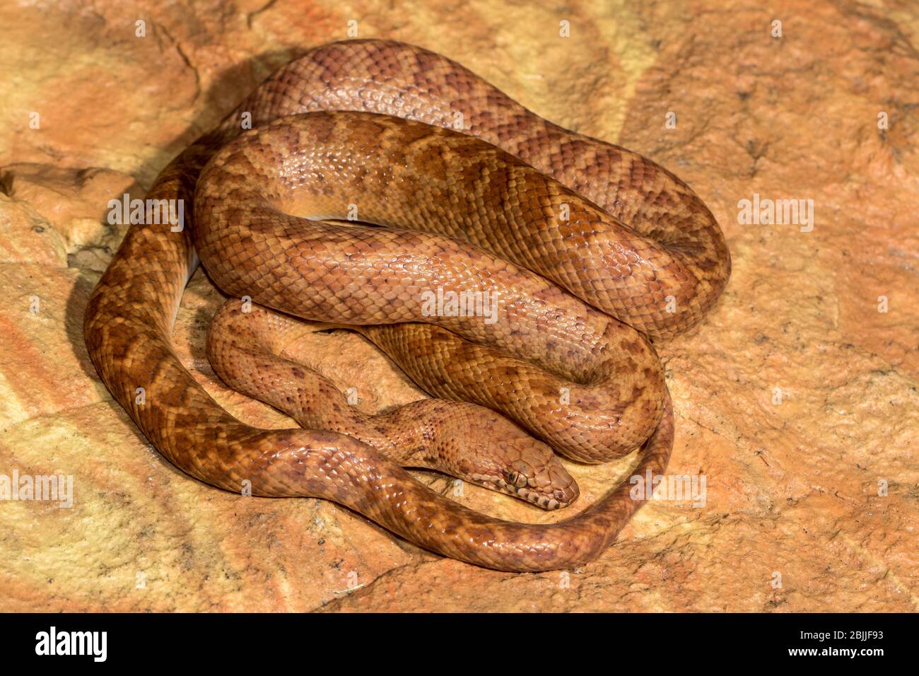 Antaresia perthensis hi-res stock photography and images - Alamy