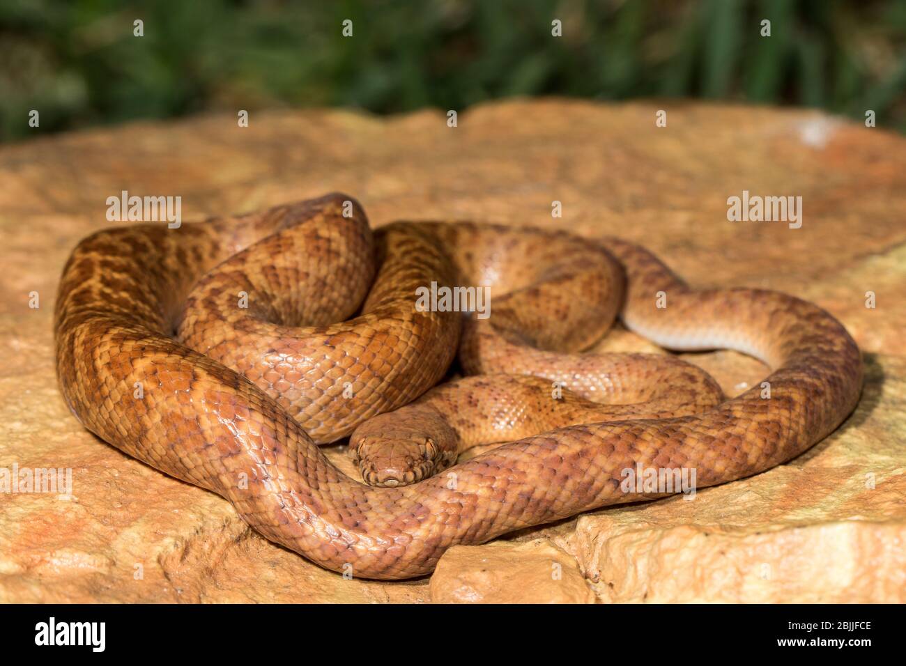 Antaresia perthensis hi-res stock photography and images - Alamy