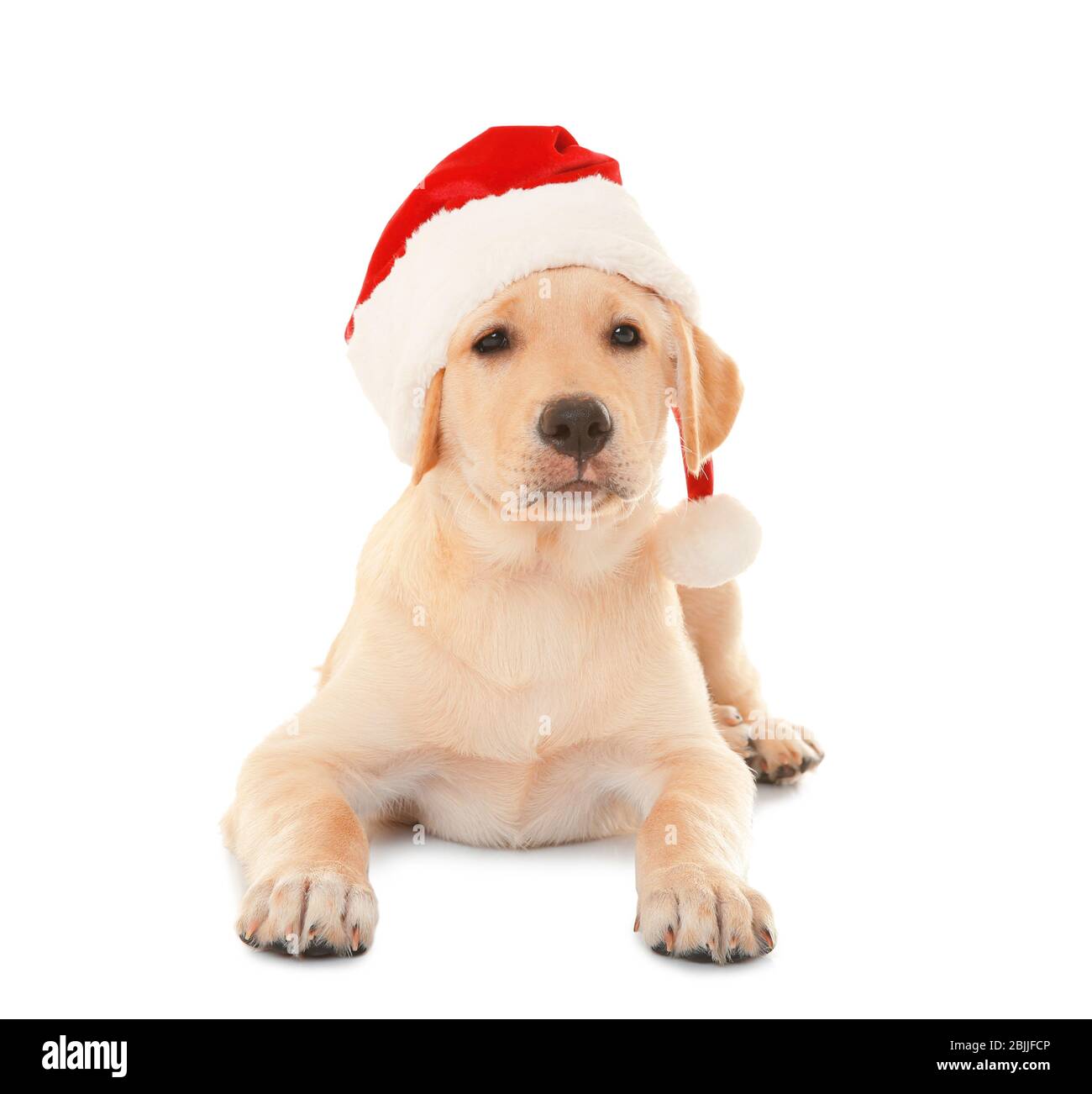 Cute dog in Santa Claus hat on white background Stock Photo - Alamy