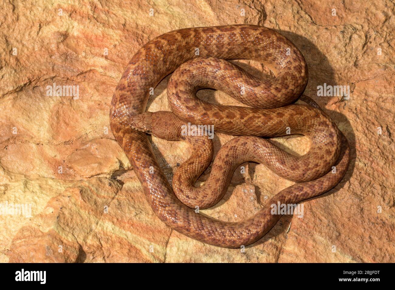 Pygmy python hi-res stock photography and images - Alamy