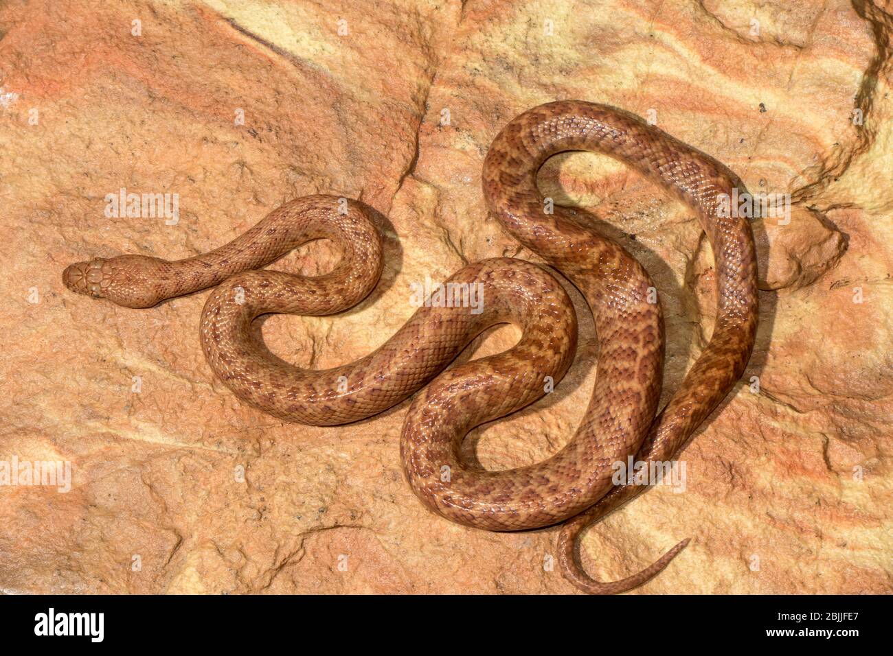 Pygmy python hi-res stock photography and images - Alamy