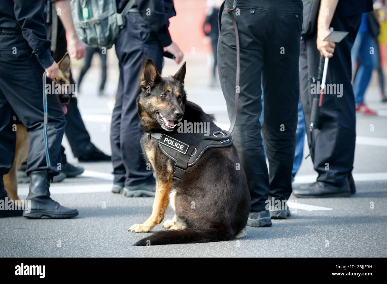 Smart police dog sitting outdoors Stock Photo - Alamy