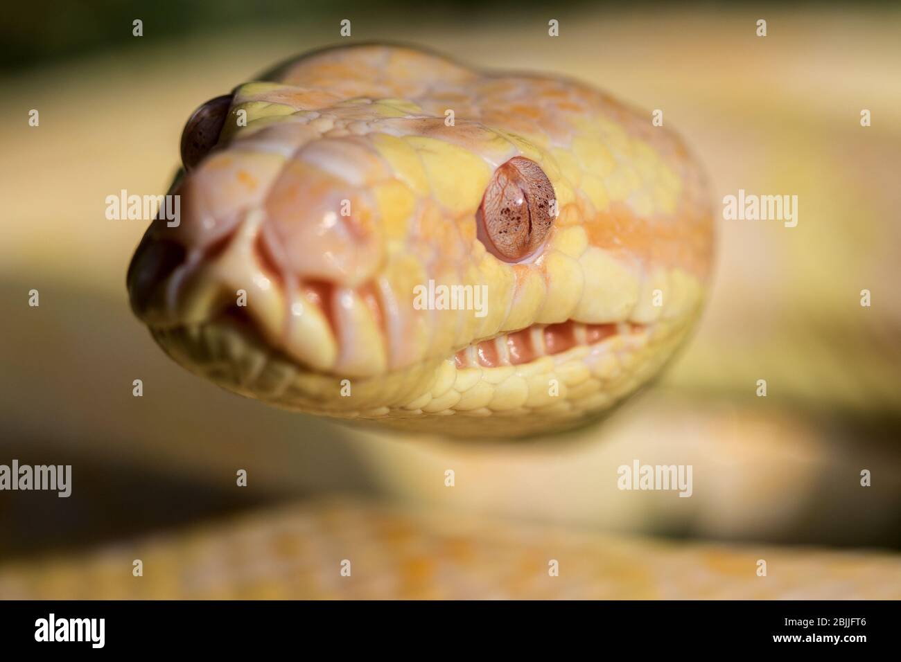 Reptile morph hi-res stock photography and images - Alamy