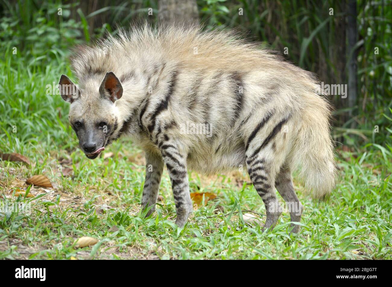 Striped hyenas have a broad head with dark eyes, a thick muzzle, and