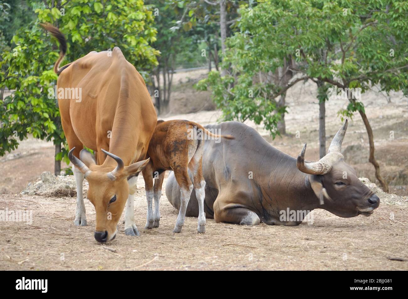 Cow In Jungle The banteng is a species of wild cattle found in Southeast Asia Stock ...