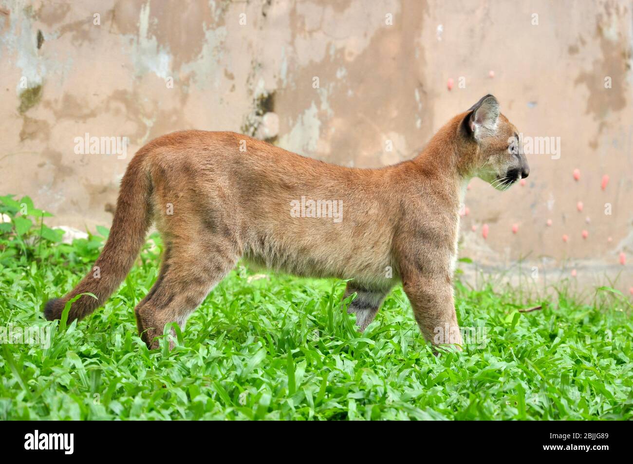 Baby florida panther puma felis hi-res stock photography and images - Alamy