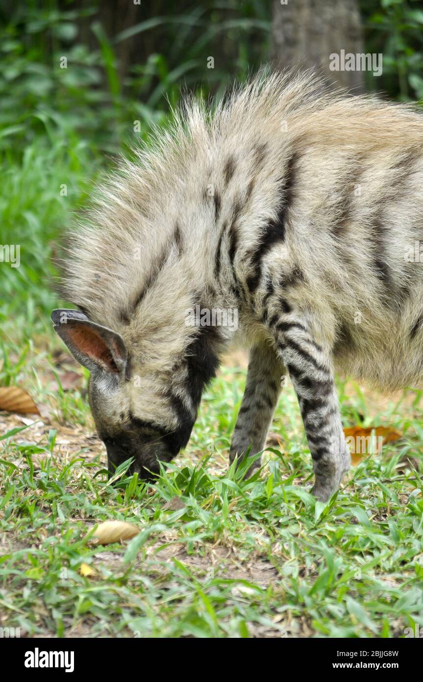 Striped hyenas have a broad head with dark eyes, a thick muzzle, and