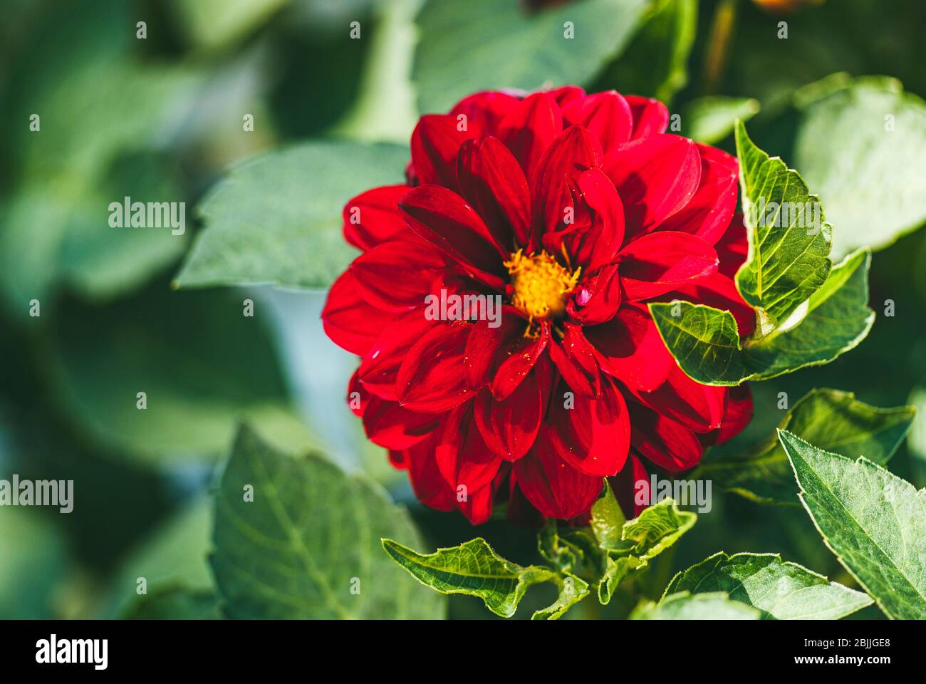 lush red dahlia flower with yellow center button and green blurred ...