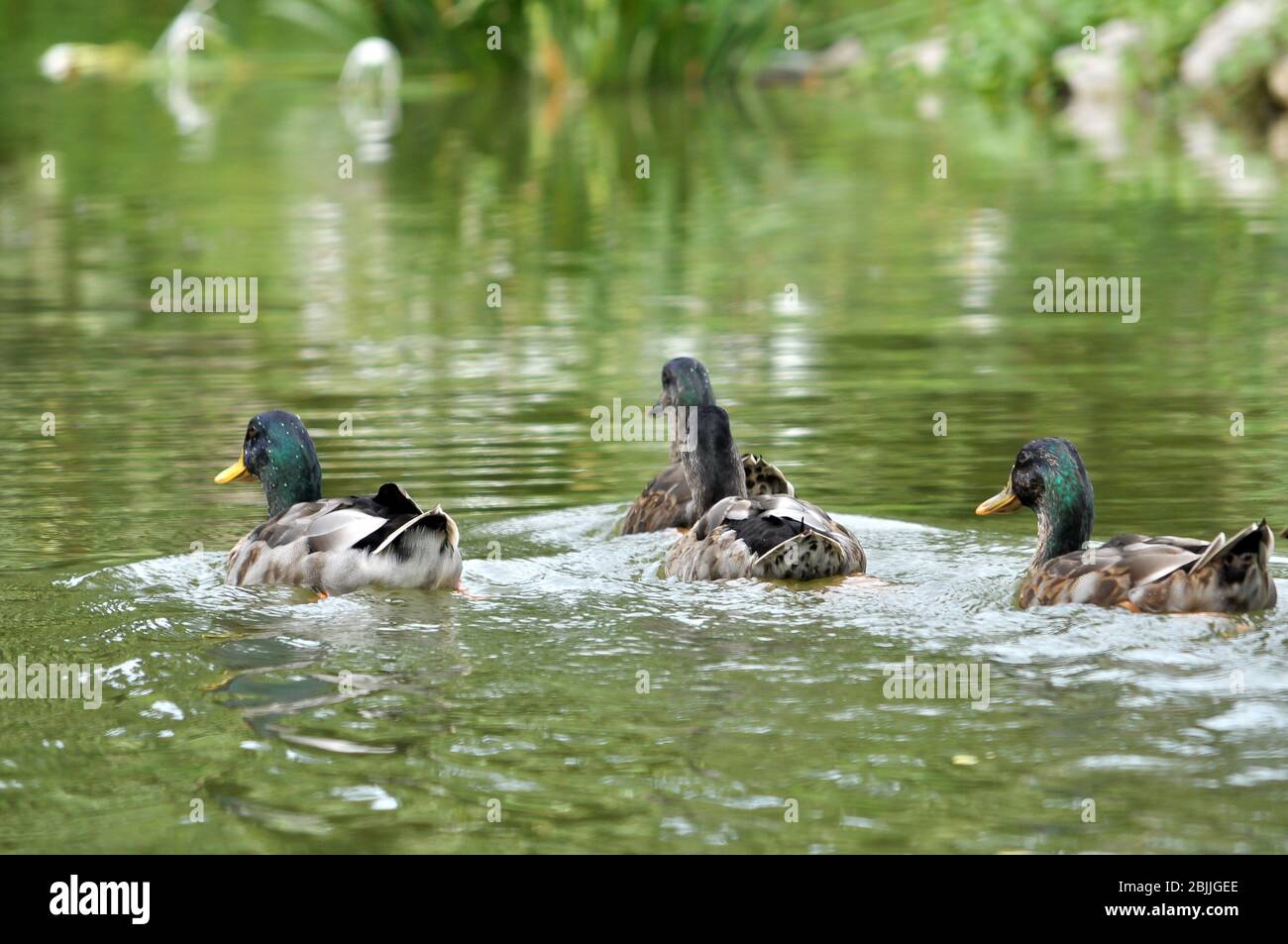 The Mallard Or Wild Duck Is A Dabbling Duck Stock Photo Alamy