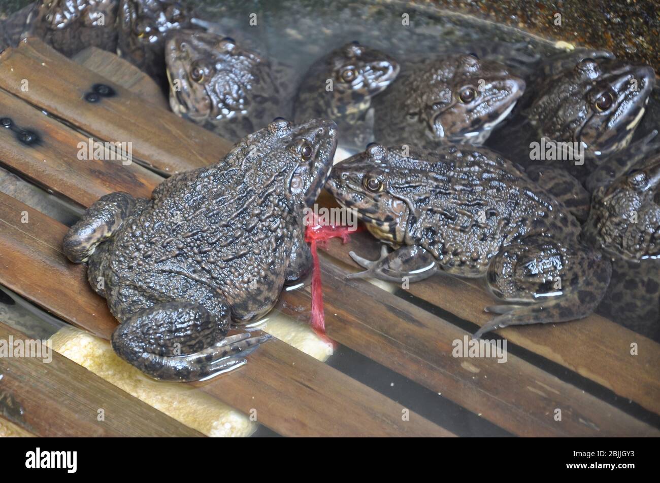 Frogs are primary predators and an important part of the food web Stock