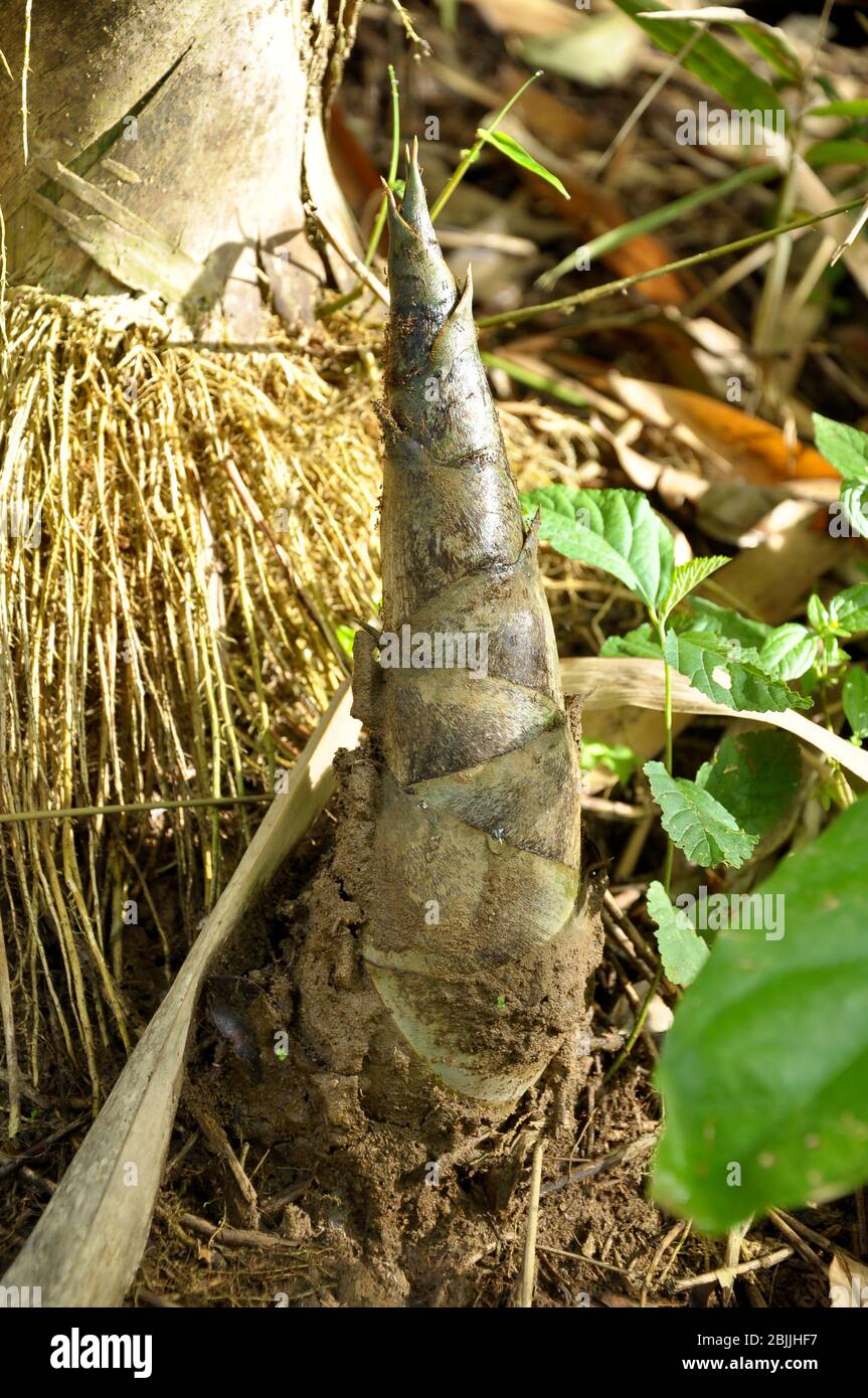 Bamboo seedling hires stock photography and images Alamy