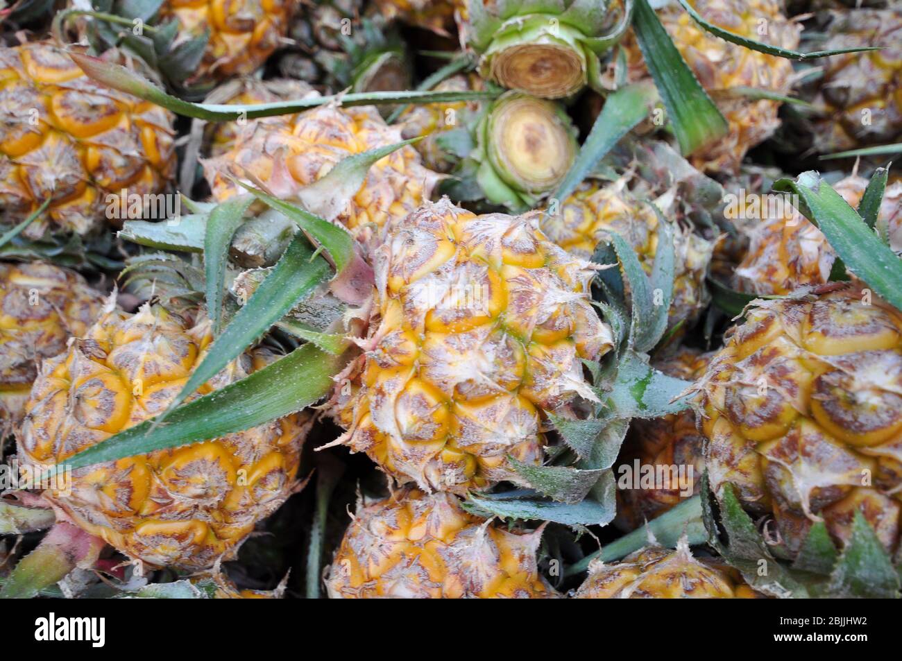 Fresh pineapples at Thailand fresh fruit market Stock Photo Alamy