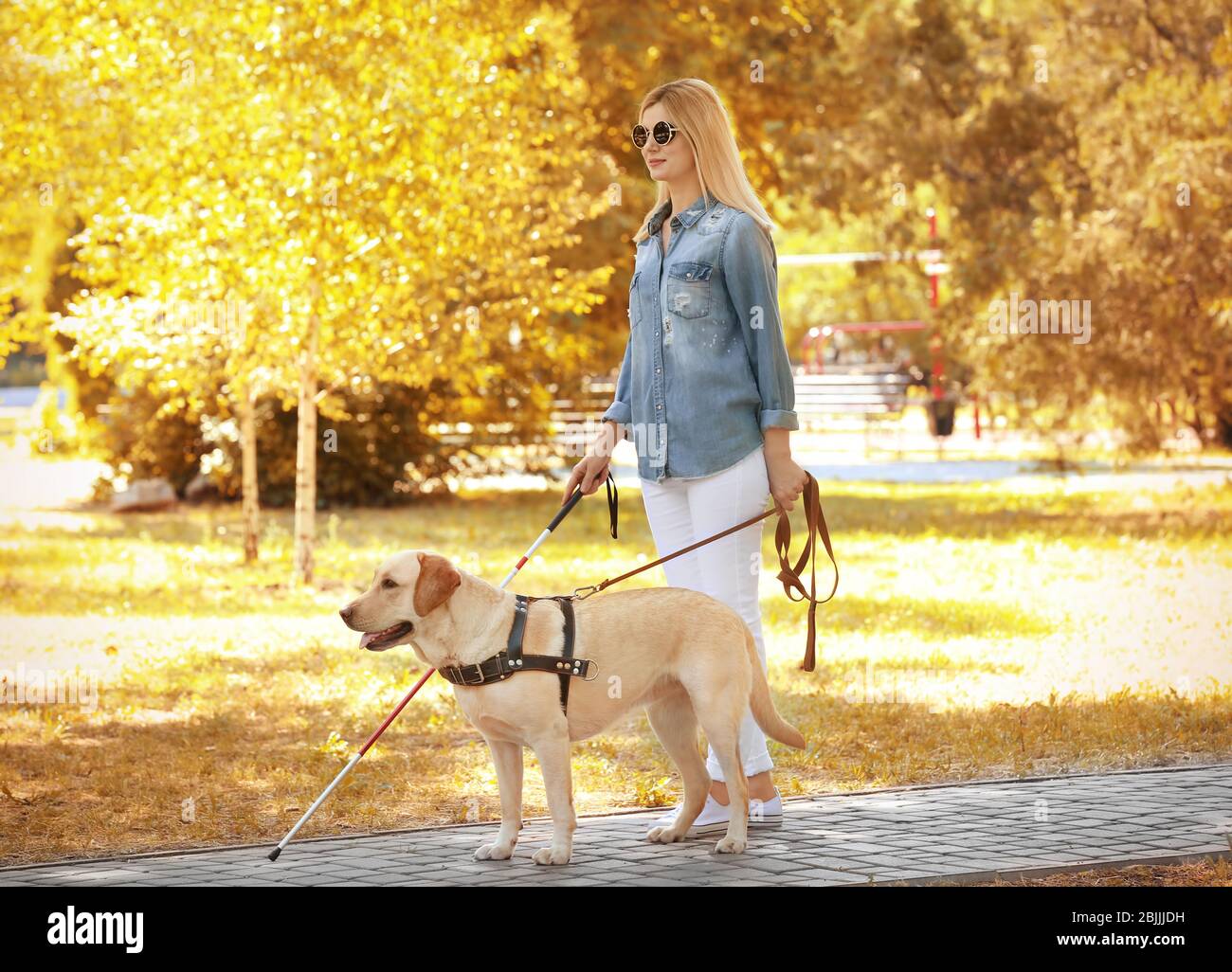 Guide dog helping blind woman in park Stock Photo - Alamy