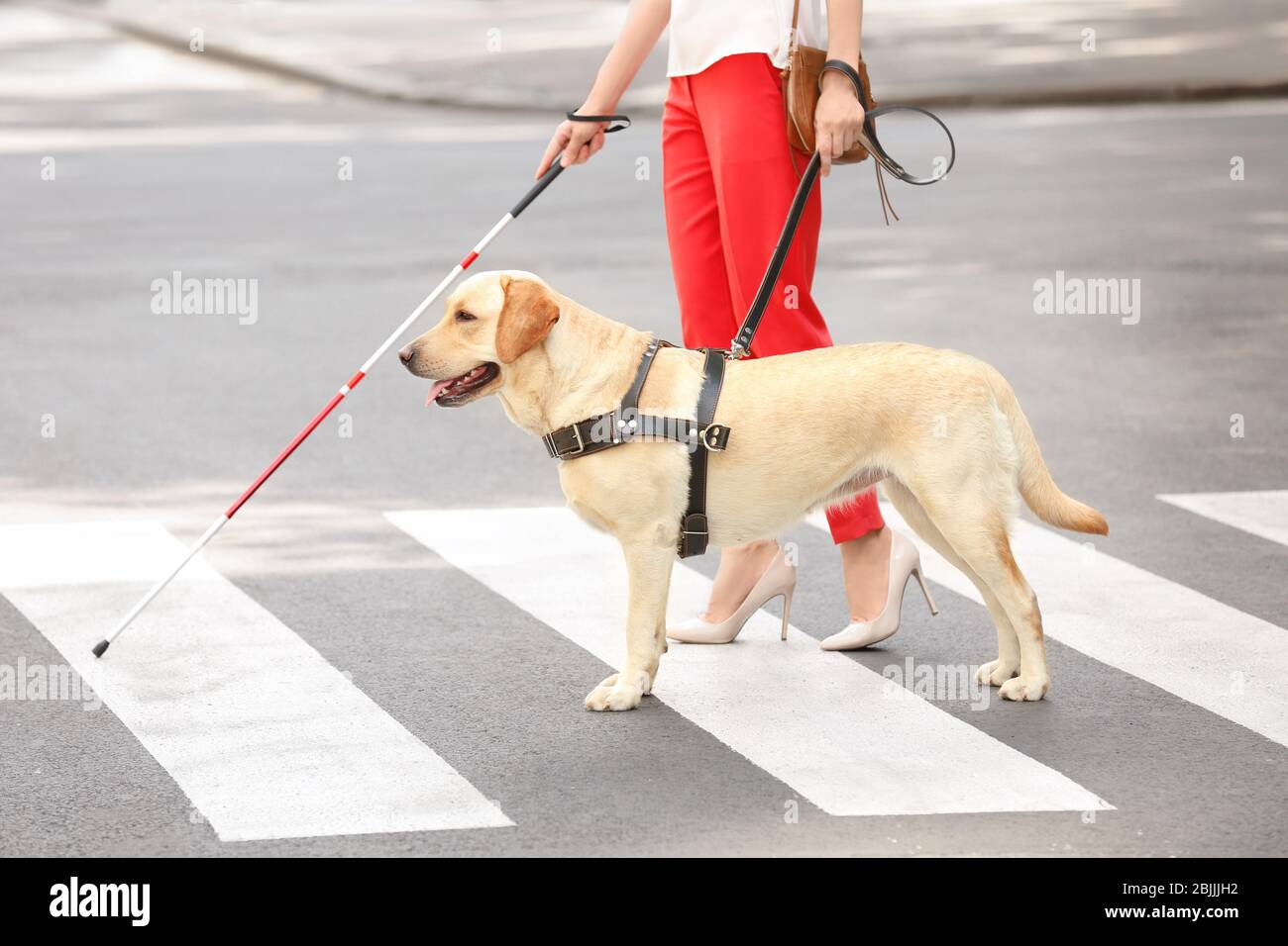 Guide dog helping blind woman on pedestrian crossing Stock Photo - Alamy